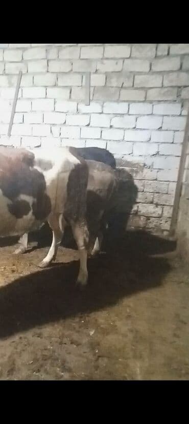 cücə və xoruz təmsil: Dişi, Simental, il: 1, 550 kq, Ətlik — 3