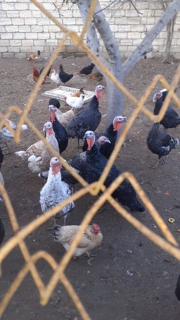 yumurtlayan toyuqlar satilir: Erkək, Damazlıq — 3