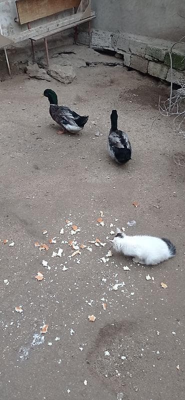 Собаки: Самец, Для мяса — 7