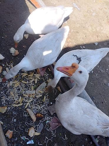 kuban ordekler: Erkək dişi ağır çəkili Yumurtayan kuban qazı satılır. Vatsapla əlaqə — 2