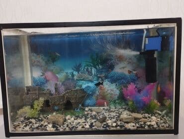 купить аквариум: - Şüşə akvaryum – düzbucaqlı forma, qara çərçivə. Təxmini ölçü: orta — 1