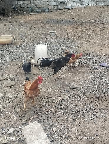 Toyuq, Damazlıq, Ünvandan götürmə — 8