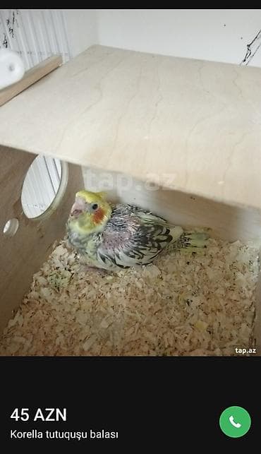 Bir ayliq korella balasi el qusudu saglamdi fiser balasiyla barter — 4