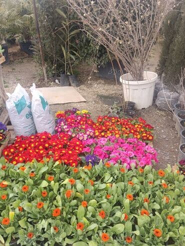 gül satışı toptan: Torf gubresinin satisi qazon torpaq peyin gul cicek yolka palma sekas — 1