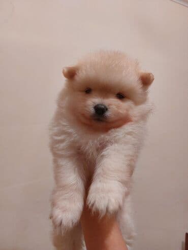 avcarka itler: Şpitz, 1 ay — 4