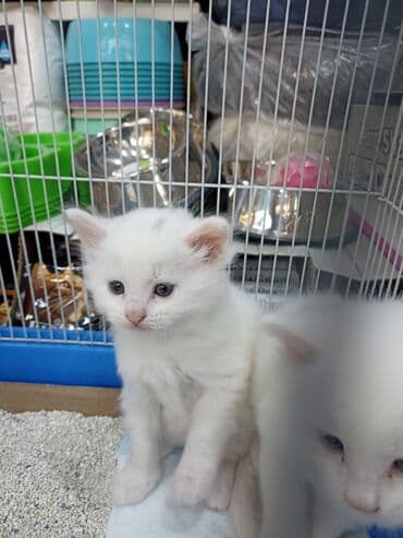 Птицы: Ağ rəngli bala pişiklər Turk Anqoru qrupundan iki ədəd,biri 100 — 4