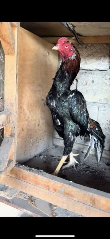 Коровы, быки: Məhsul: Uzunboylu Asil tipli xoruz Xüsusiyyətlər: - Cins: Asil/Şamo — 1