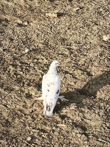 turnik burus: Iki erkək göyərçin oynaq sağlan heyvanlar — 1