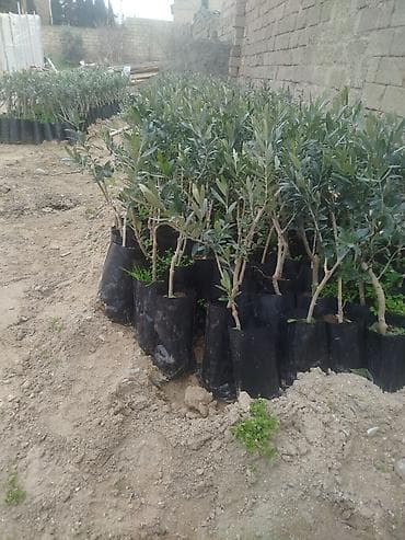 Türkiyənin gemlik sortu olan zeytun ağacları satılır Bağ salmaq