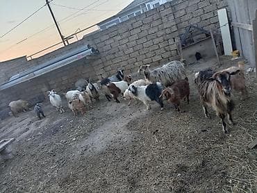 cins keçilər: Qoyun-keçi sürüsü satılır - Çoxsaylı müxtəlif cins və rəngdə keçilər — 3