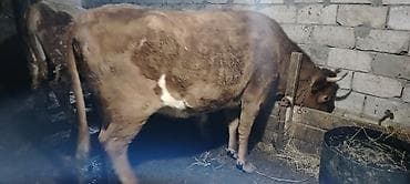 mal qara fermalari: Salam.1 ci qarın 5 aylıq boğaz simental və limuzin cinsi mələzi. Çox — 1