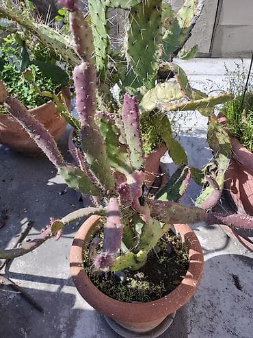 otaq bitkileri: Məhsul: Saksi içində müxtəlif kaktuslar - Növlər: Opuntia (nopal — 2