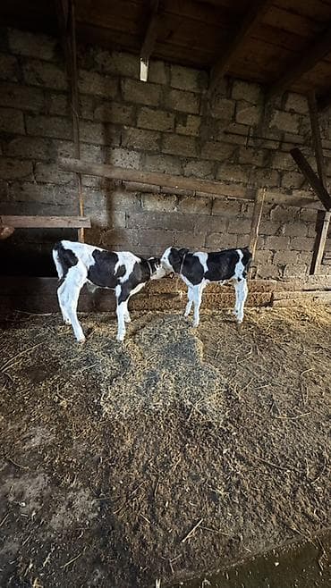 mal satisi: Simmental buzovlar satılır.İkisi də dişidir. Ekiz buzovlardır.Anaları — 2