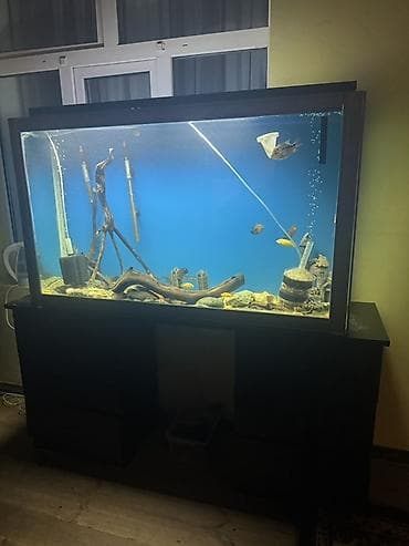 Böyük həcmli akvarium və şkaflı stend - Geniş, panoramik ön şüşəli