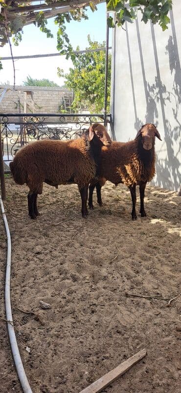 qurbanlıq qoyun: Erkək, Qala, il: 2, 90 kq, Damazlıq, Ünvandan götürmə — 4