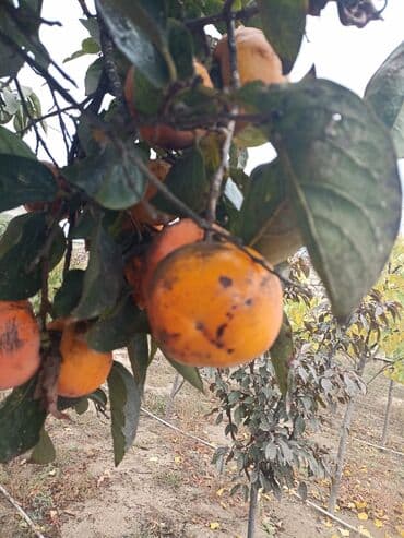 pip ağacı meyvesi: Yığmaq məndən almaq sizdən - Növ: şirin xurma (diospyros/kaki) - — 7