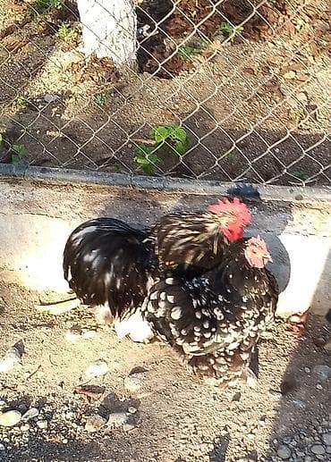 gəncə toyuq satan: Lyankyar(Motlet) cinsindən olan toxumlar. Yalnız xoruz qalıb 1ədəd — 2