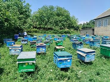 Heyvanlar: Arı ailələri satılır ağsu rayonunda ramkası 30 manat əla arılardı. 055 — 3