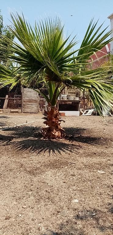 ag neft satilir: Salam şekili keçen il yayda çekmişem real alıcılar zeng vursun — 3