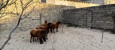 qoyun qirxan masin satilir: Qoyunlar, qoçlar — 4