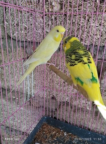 suda yaşayan heyvanlar: Hazir cut sari qirmizi göz rainbow — 1