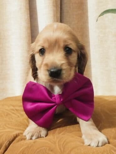 ingilis setteri it cinsi digər adı: Koker spaniyel, 1 ay, Erkek, Sənədli, Ünvandan götürmə, Pulsuz çatdırılma, Ödənişli çatdırılma — 2