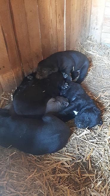xaski it adlari: Kane-Korso, 1 ay, Dişi, Peyvəndli, Ünvandan götürmə — 1
