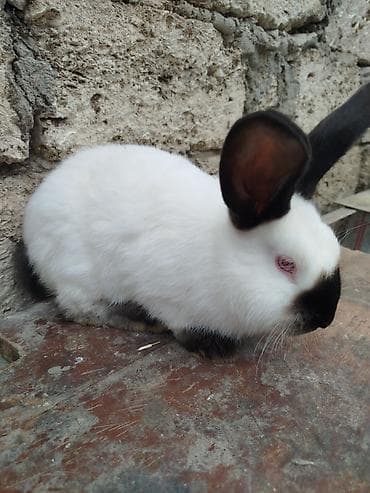 Dovşanlar: Kalfor dovwanlar damazlig 🇦🇿 isdeyen olsa whatcapa yazsin — 10