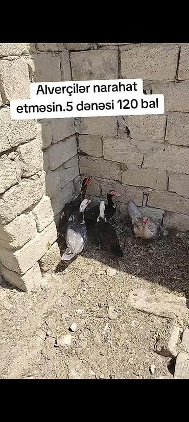Muscovy ördəkləri dəsti - Şəkildə 5 ədəd Muscovy (hind) ördəyi