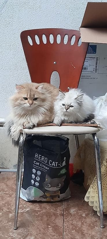 şotlan pişiyi: Şinşilla, Erkək, Cütləşmə üçün — 7