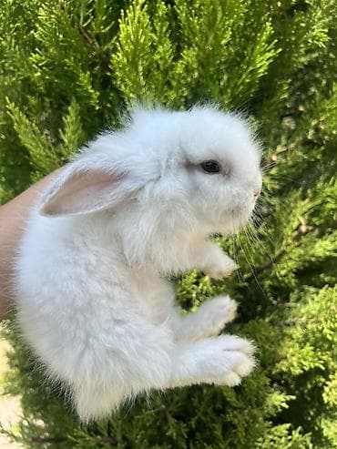 dovşan kamera: Holland Lop balası satılır. ✅ 1 aylıqdır ✅ Safqan Holland Lop ✅ Tam — 5
