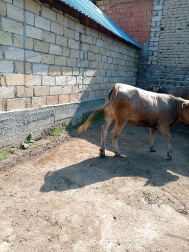 sudluk inekler satışı: Məhsul: Dana (erkək) Təsvir: - Şəkillərdə görünən sağlam, ətlik — 2