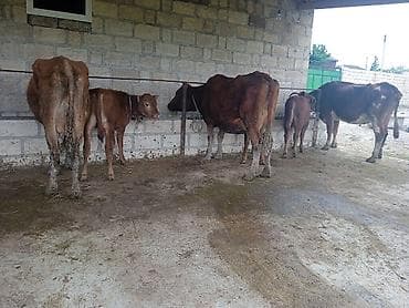 heyvan satisi: 3 baş balali ineklerdi ikisinin balasi erkek birinin dişi hemçinin — 2