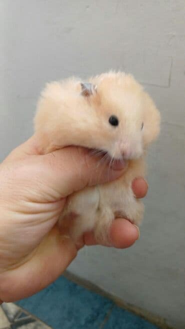 Lincoln: Pulsuz Bala dovsanxamyak ve deniz donuzu svinka isteyirem bashqa — 3