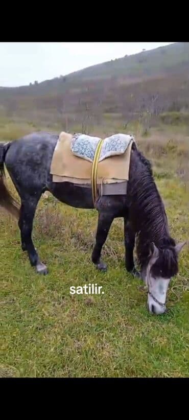 it balasi satisi: At satılır – boz rəngli, sağlam görünüşlü minik/iş atı — 2