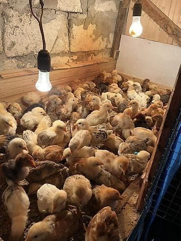 Toyuq cücələri, Ətlik