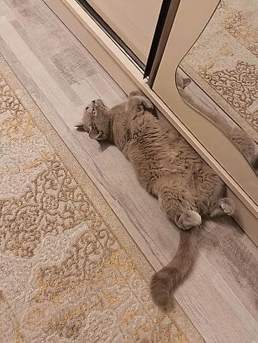 Akvariumlar: Britan, Dişi, Yaxşı əllərə, Ünvandan götürmə — 5