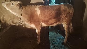 it yem: Satışda: kənd təsərrüfatı heyvanı – dana/inek (simmental tipli) — 8