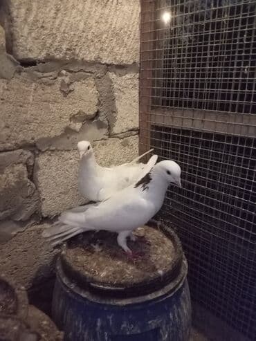 pavlin goyercin: Salam ənni quyrug göyərçin iki tük sarı quyrug və boynu güllü — 3