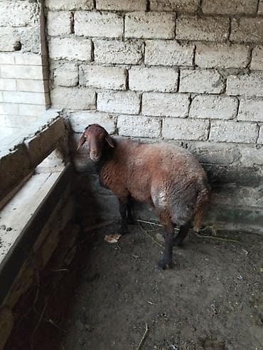 qoyun: Salam temiz qan qala qoçu 1 yaş 5 aylıq qan qırmızı rengi var qoyun — 4