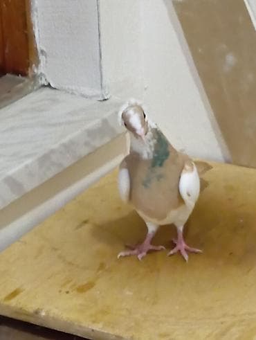 goyercin bazari: Sarı Nişan Maya 12 Tük Tutulma — 3