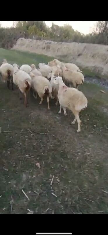 cins inekler: Məhsul: Qoyun sürüsü Təsvir: - Şəkillərdə ağ rəng üstünlük təşkil — 1