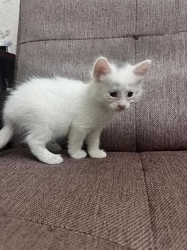 Yaxşı əllərə — 2