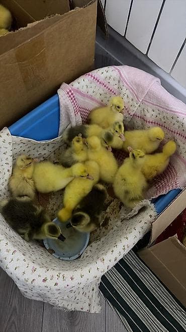 cucə balası: Məhsul: qaz balaları (cücə) Təsvir: - Sarı tüklü, bəzilərində — 2
