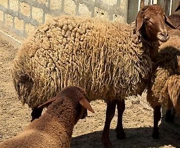 balali qoyun satilir: Qala cinsidir, 1yaş 1 aylıqdı. Damazlıq kimi satılır, kəsim üçündə — 3