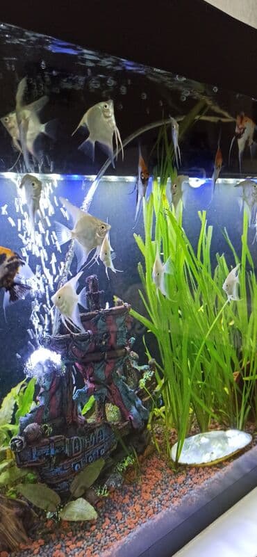 balıx: Mələk balığı (skalyari), Sülhsevər — 3