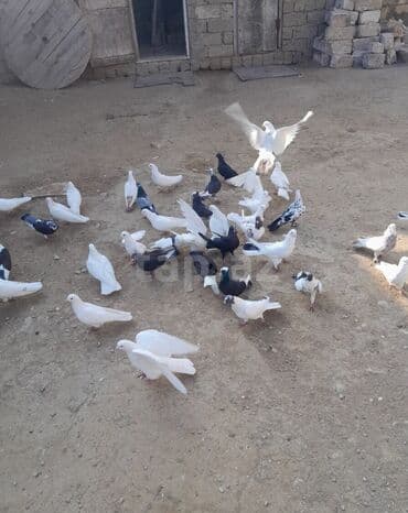 аквариум в баку: Salam göyərçin satılır biri 4 manat sağlam heyvanlardı içlərində — 2