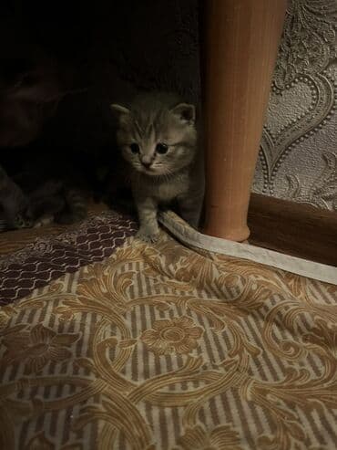 pişik balaca: Britan, Erkək, Dişi, Ünvandan götürmə — 8