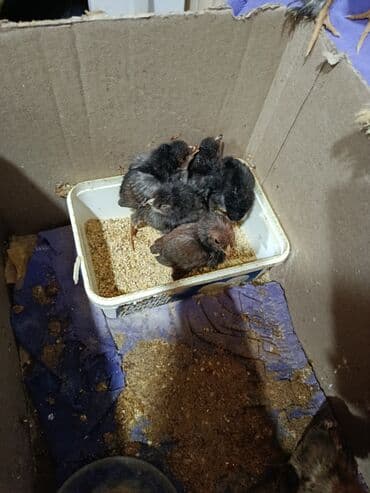 Гуси: Куриные цыплята, Для мяса — 6