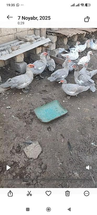 qara australorp: Boz-gümüşü, tünd qara - Qrup şəklində saxlanılır, səhnələrdə həm açıq — 2